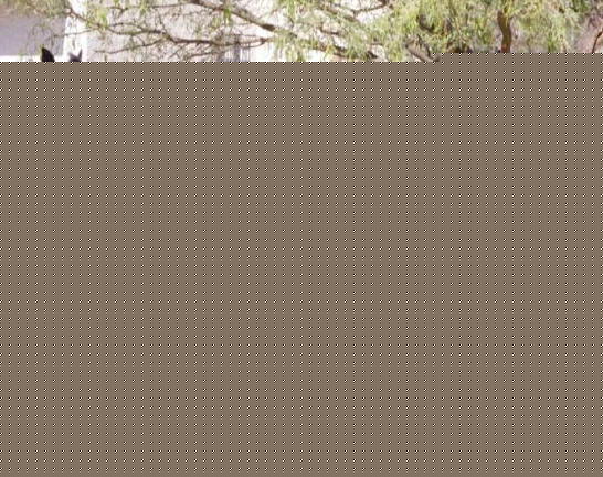 mae left side.jpg - 53600 Bytes